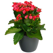 Kalanchoe rojo + Cubremaceta Antracita